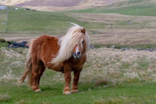 Gezocht: pony om te verzorgen en mee te wandelen (Almere), Dieren en Toebehoren, Stalling en Weidegang