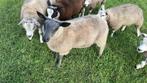 Bleu de maine ram te koop, Dieren en Toebehoren, Schapen, Geiten en Varkens, Mannelijk, Schaap