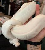 Python regius blue eyed lucy, Slang, Met terrarium