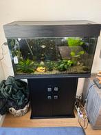 Mooi aqarium met vissen en toebehoren, Dieren en Toebehoren, Vissen | Aquaria en Toebehoren, Ophalen, Zo goed als nieuw, Gevuld zoetwateraquarium
