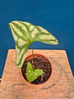 Cersestis Mirabilis p10 (2)