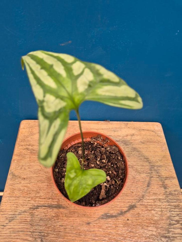 Cersestis Mirabilis p10 (2), Huis en Inrichting, Kamerplanten, Minder dan 100 cm, Halfschaduw, Ophalen of Verzenden