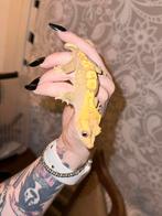 wimpergekko, Dieren en Toebehoren, Hagedis, 0 tot 2 jaar