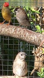 Ceresamadine (man), Dieren en Toebehoren, Mannelijk, Tropenvogel