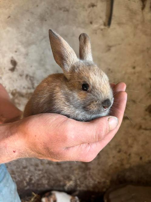 Jong konijntje te koop – voedster 8 weken – Hangoor x Dwerg, Dieren en Toebehoren, Konijnen, Dwerg, Vrouwelijk, Hangoor