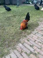 Sabelpootkriel haantjes, Mannelijk, Kip