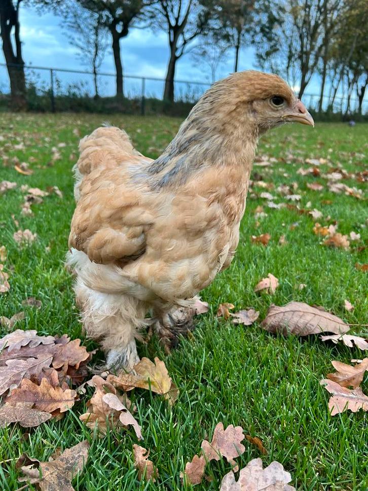Buff blauw/zwart brahma hennen, Dieren en Toebehoren, Pluimvee, Kip, Vrouwelijk