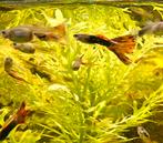 Guppen guppy guppies, Dieren en Toebehoren, Vissen | Aquariumvissen, Vis