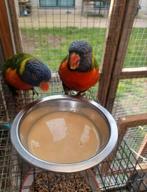 Koppel Lori van de blauwe bergen, Meerdere dieren, Papegaai, Geringd