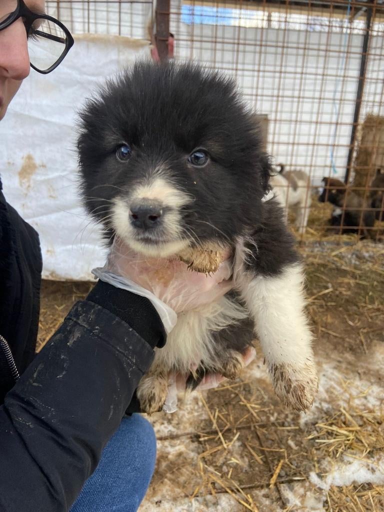 Lieve Lexi zoekt een warm mandje, 8 tot 15 weken, Teef, Parvo, Eén hond