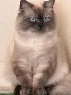 Onze Blue Point Ragdoll Ollie zoekt een date (niet te koop), Dieren en Toebehoren, Katten en Kittens | Dekkaters, 0 tot 2 jaar