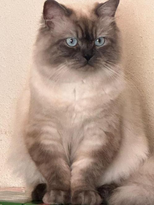 Onze Blue Point Ragdoll Ollie zoekt een date (niet te koop), Dieren en Toebehoren, Katten en Kittens | Dekkaters, 0 tot 2 jaar