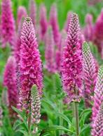 Veronica spicata ‘Heidekind’ Aar ereprijs🌿, Zomer, Vaste plant, Ophalen of Verzenden, Overige soorten