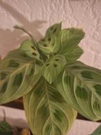 Maranta Leuconeura 'Light Veins' - Goed Geworteld!, Huis en Inrichting, Kamerplanten, Ophalen of Verzenden