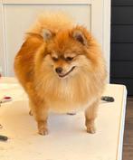 Pommeriaan 'orange" teef 1 1/2 jr. Reutje Merle gecastr.5 jr, Dieren en Toebehoren, Keeshond, 1 tot 2 jaar, Rabiës (hondsdolheid)