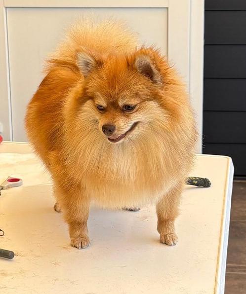 Pommeriaan 'orange" teef 1 1/2 jr. Reutje Merle gecastr.5 jr, Dieren en Toebehoren, Honden | Poolhonden, Keeshonden en Oertypen
