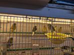 Glosters kanarie, Dieren en Toebehoren, Vogels | Kanaries, Vrouwelijk, Kleurkanarie