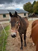 Jonge New Forest ruin zoekt liefdevol 5️ huisje, Dieren en Toebehoren, Ruin