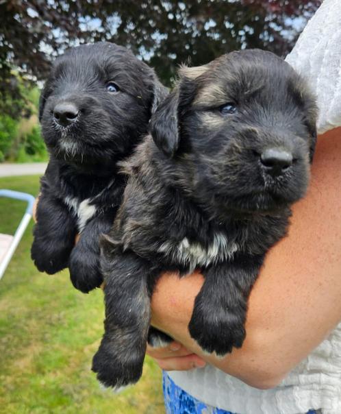 Berner sennen - Golden retriever x Bouvier pups, Dieren en Toebehoren, Honden | Niet-rashonden, Groot, Meerdere dieren, Particulier