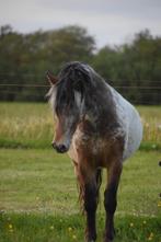 Ter dekking stamboek Fewspot hengst, 113 cm, Dieren en Toebehoren, Paarden en Pony's | Dekhengsten en Fokmerries, Hengst