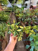 Hoya carnosa tricolor.  Pot 12, Huis en Inrichting, Kamerplanten, Ophalen of Verzenden, Halfschaduw, Minder dan 100 cm