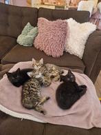 Britse brits langhaar korthaar kitten zwart verhuisklaar, Dieren en Toebehoren, Poes