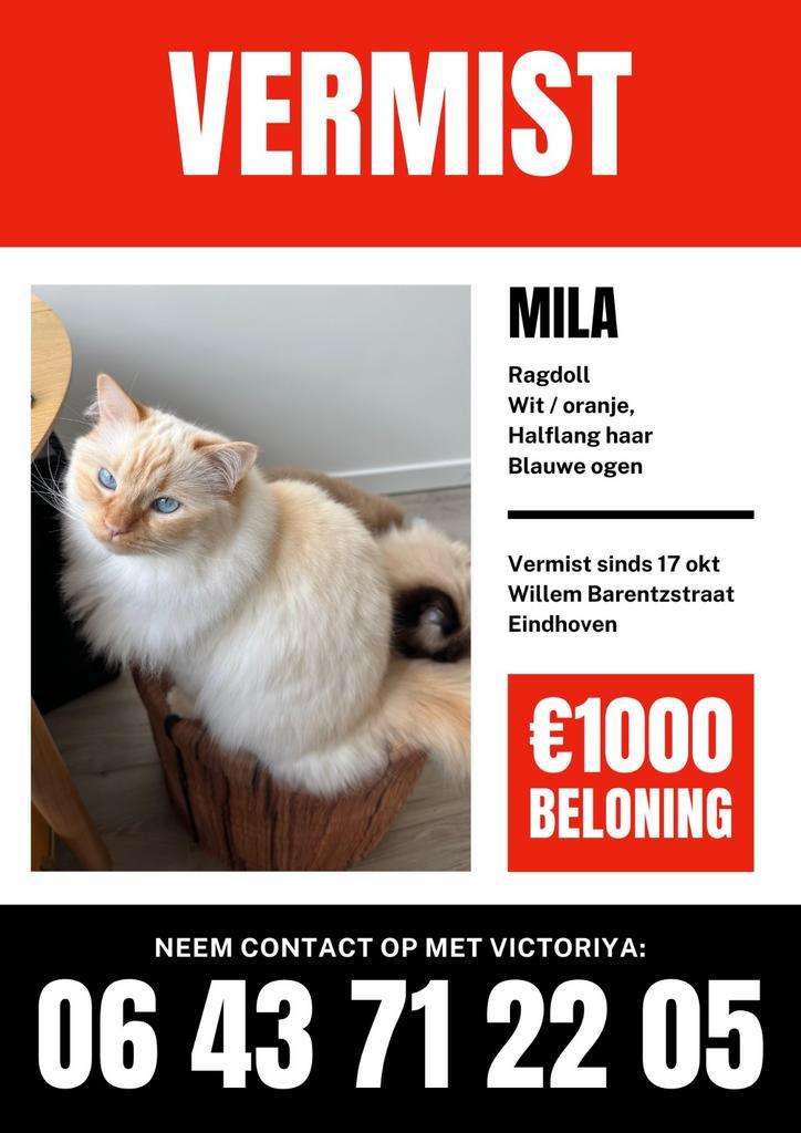 €1000 BELONING | Vermist Ragdoll Mila, Dieren en Toebehoren, Vermiste en Gevonden Dieren, Kat