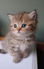 4 prachtige britse korthaar x britse langhaar kittens., Dieren en Toebehoren, Katten en Kittens | Raskatten | Korthaar, Kater