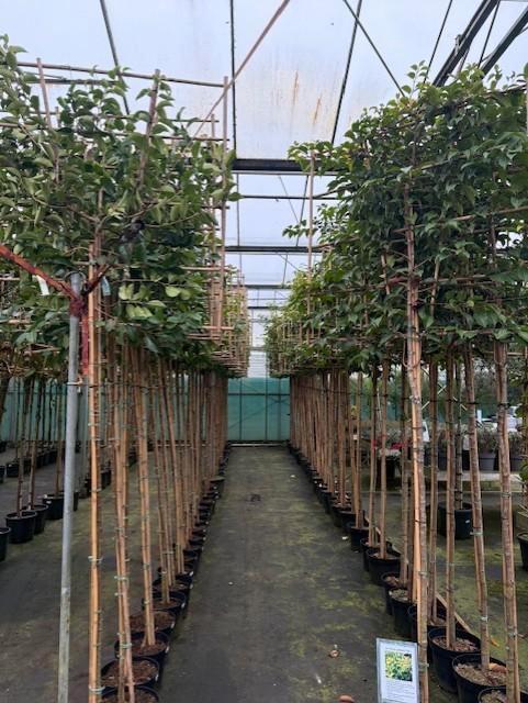 leiboom portugese laurier tico 340 cm hoog in pot, Tuin en Terras, Planten | Bomen, Leiboom, 250 tot 400 cm, Volle zon, Lente