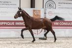 Bwp 2 jarige Ruin weg wegens plaatsgebrek, Gechipt, Ruin, Dressuurpaard, 0 tot 2 jaar