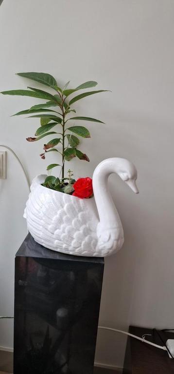 Groot zwaan bloempot met avocado plant  beschikbaar voor biedingen