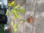 Brugmansia, engelentrompet, botanisch, Tuin en Terras, Ophalen, Overige soorten, Volle zon