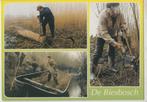 De Biesbosch  Riet Snijden Bundelen en Vervoeren per Boot, Verzamelen, Ophalen of Verzenden, 1980 tot heden, Ongelopen, Noord-Brabant