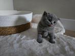 100 % Raszuivere Britse korthaar kittens !! jongen en meisje, Dieren en Toebehoren, Katten en Kittens | Raskatten | Korthaar, Met stamboom