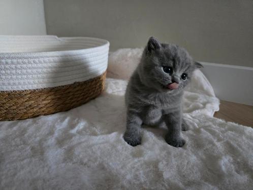 100 % Raszuivere Britse korthaar kittens !!!!, Dieren en Toebehoren, Katten en Kittens | Raskatten | Korthaar, Met stamboom