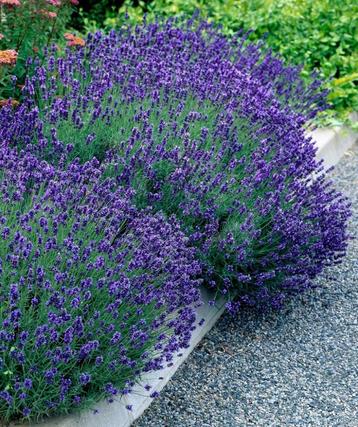 zaden donker paarse lavendel (vaste plant) beschikbaar voor biedingen