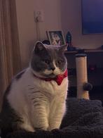 British Short Hair female cat (Pure breed), Dieren en Toebehoren, Katten en Kittens | Dekkaters, 3 tot 5 jaar