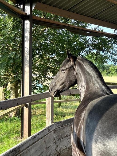 5-jarige Friese merrie, Dieren en Toebehoren, Paarden, Merrie, Onbeleerd, Minder dan 160 cm, 3 tot 6 jaar, Gechipt, Ontwormd, Ingeënt