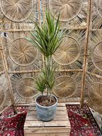 Dracena spec., Huis en Inrichting, Ophalen