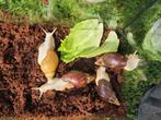 Afrikaanse reuzenslakken, Dieren en Toebehoren, Maart, Meerdere dieren