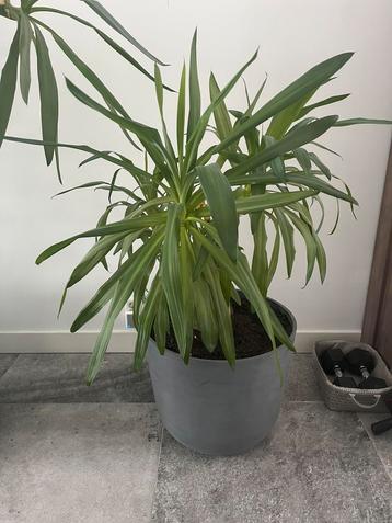 Mooie Yucca afmetingen 1,30m x 75 cm beschikbaar voor biedingen