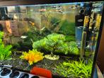 Complete aquarium., Dieren en Toebehoren, Ophalen, Zo goed als nieuw, Gevuld zoetwateraquarium