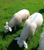 2 VOLBLOED SWIFTERRAMLAMMEREN, Dieren en Toebehoren, Schapen, Geiten en Varkens, Mannelijk, Schaap, 0 tot 2 jaar