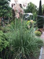 Grote pol pampasgras, Tuin en Terras, Ophalen of Verzenden, Overige soorten, Volle zon