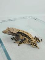 Wimpergekko man, Dieren en Toebehoren, Hagedis