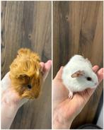 🤍🧡Twee prachtige jonge zeugjes 🧡🤍, Dieren en Toebehoren, Cavia, Vrouwelijk, Januari, Tam
