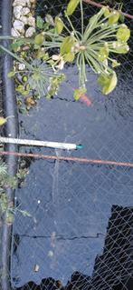 Grote diamant  steur 55 a 65 cm, Steur