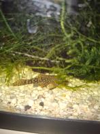 Ancitrus algeneter, Dieren en Toebehoren, Vis