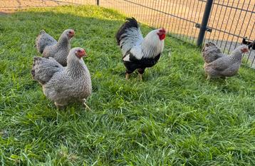 Wyandotte zilver patrijs kriel haan met 2 hennen beschikbaar voor biedingen