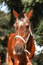Oproep: paardenspullen gezocht voor stichting op Curaçao, Dieren en Toebehoren, Ophalen of Verzenden, Overige soorten